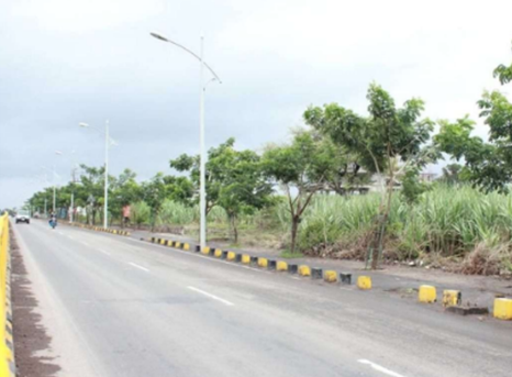 Median plantation with staking and tree guards